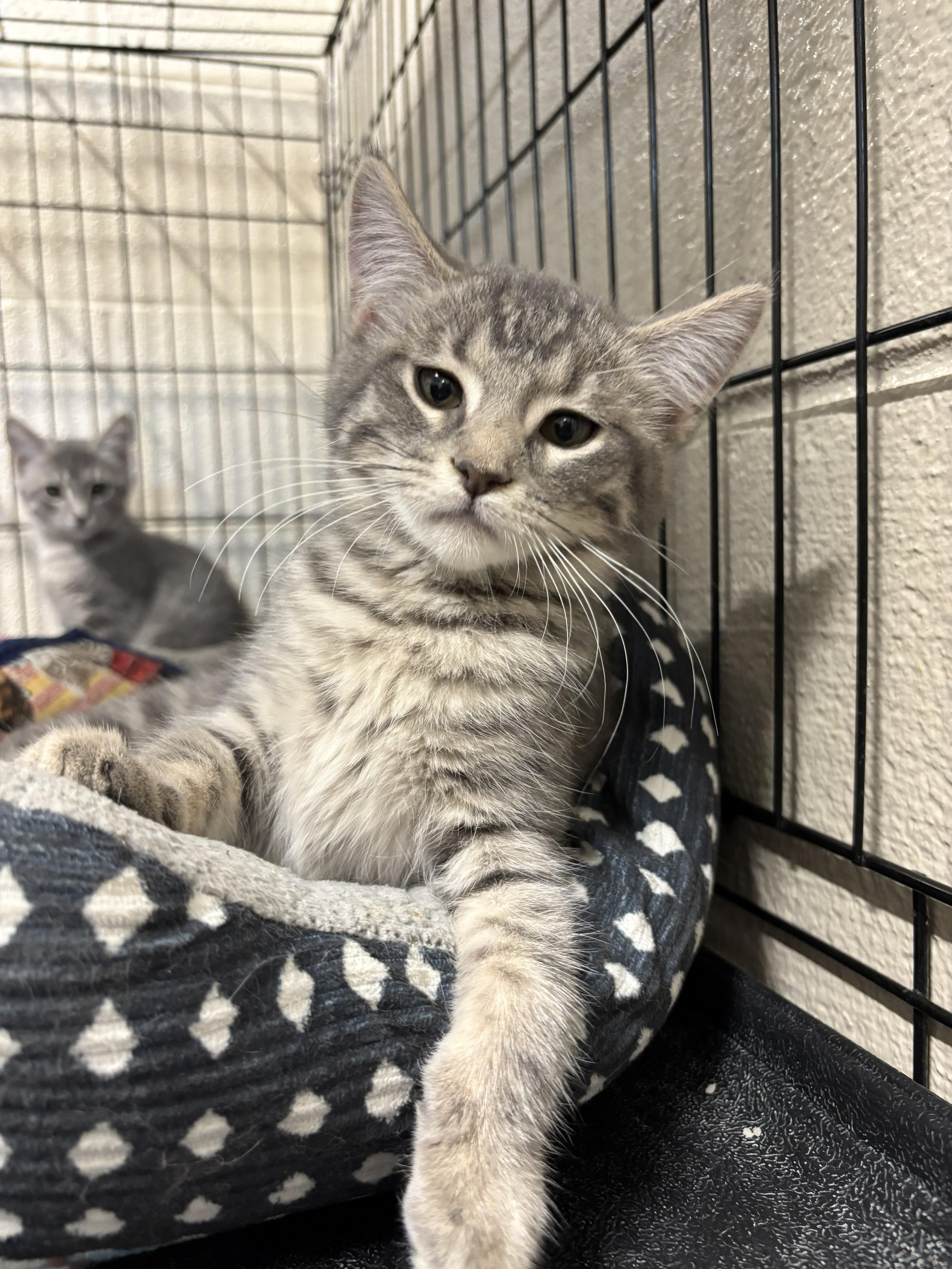 A young small-sized female Domestic Short Hair cat named Valerie for adoption in Bedford, VA