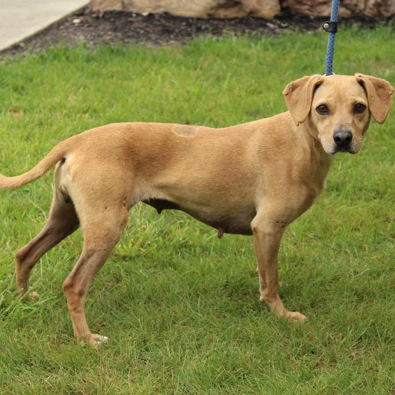 An adult medium-sized female Apricot / Beige Beagle dog named Helga for adoption in Eaton, OH