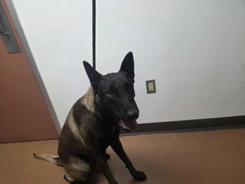 A young large-sized male Belgian Shepherd / Malinois dog named Stoli for adoption in Chatsworth, CA