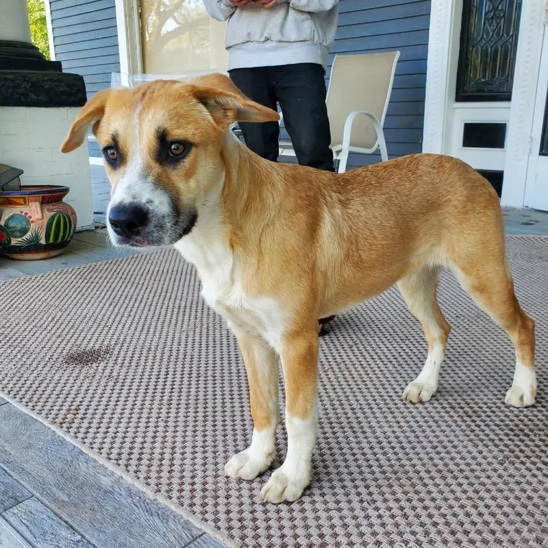 A young medium-sized female Yellow / Tan / Blond / Fawn Cattle Dog dog named Shrimp for adoption in Waco, TX