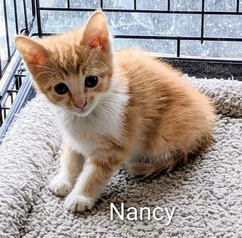 A baby medium-sized female Orange & White Domestic Short Hair cat named Nancy for adoption in Binghamton, NY