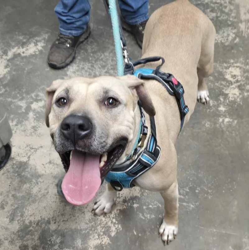 A young medium-sized female Golden Mixed Breed dog named Halo for adoption in Saint Marys, PA