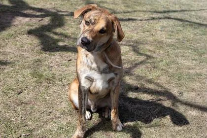 An adult large-sized male Mixed Breed dog named Jacob for adoption in Kansas City, MO