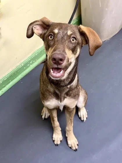A young medium-sized female Doberman Pinscher dog named Daisy for adoption in Picayune, MS