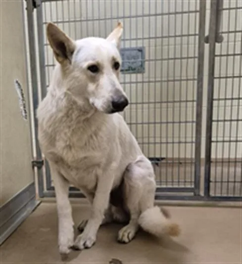 A young large-sized male German Shepherd Dog dog named Max for adoption in Texas City, TX