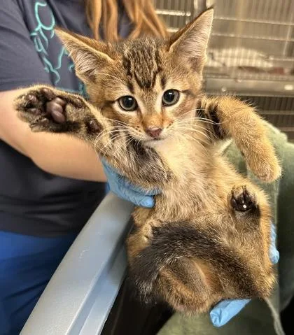 A baby small-sized female Domestic Short Hair cat named Soy for adoption in Fairfax, VA