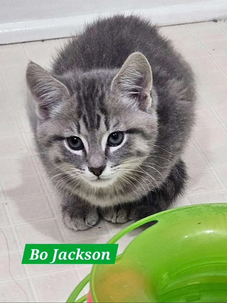 Bo Jackson