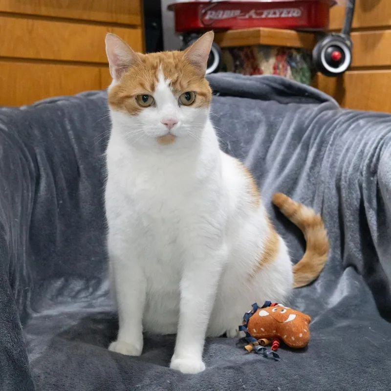 An adult large-sized male Orange / Red Domestic Short Hair cat named Tiggerific for adoption in McKean, PA
