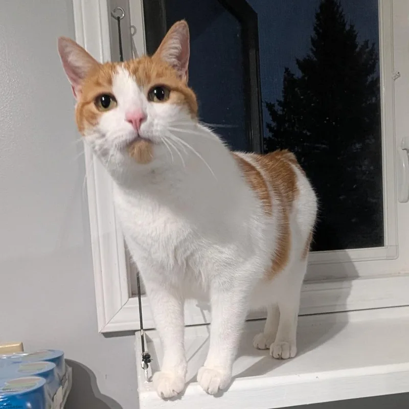 Tiggerific thumbnail 2