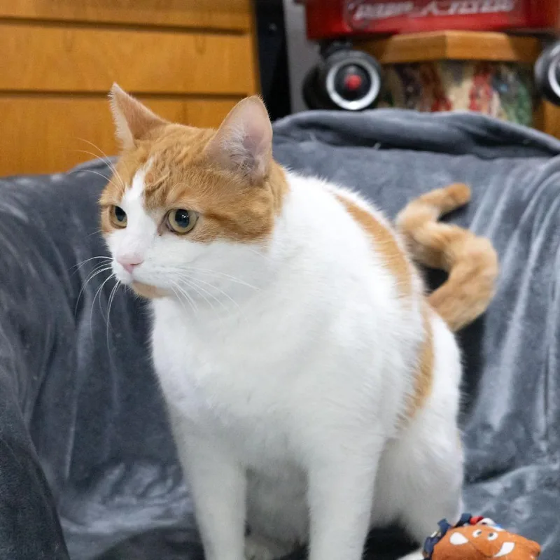 Tiggerific thumbnail 3