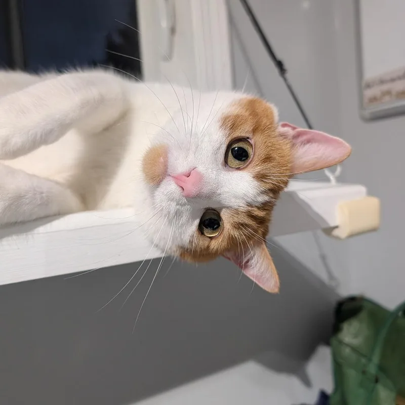 Tiggerific thumbnail 4