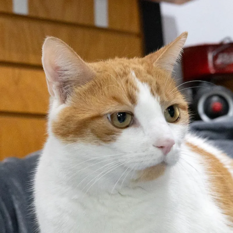 Tiggerific thumbnail 5