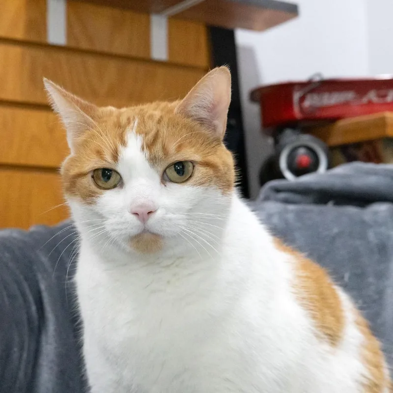 Tiggerific thumbnail 6