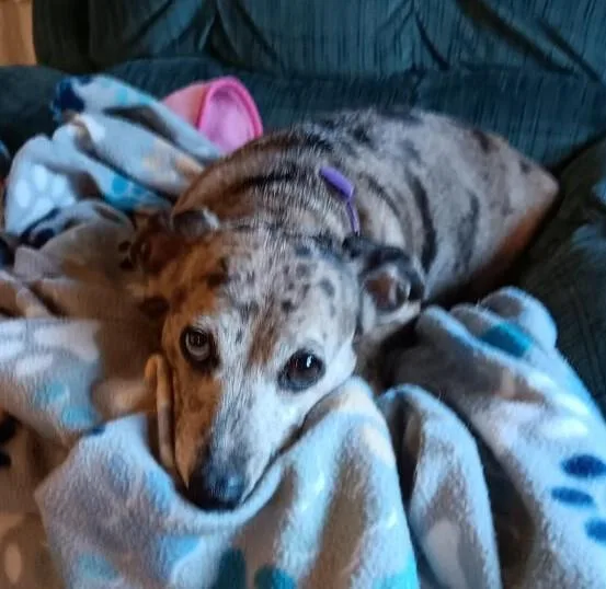 An adult small-sized female Dachshund dog named Mia for adoption in Delhi, NY
