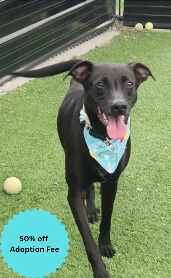An adult medium-sized male Black Labrador Retriever dog named Diesel for adoption in Dalton, GA