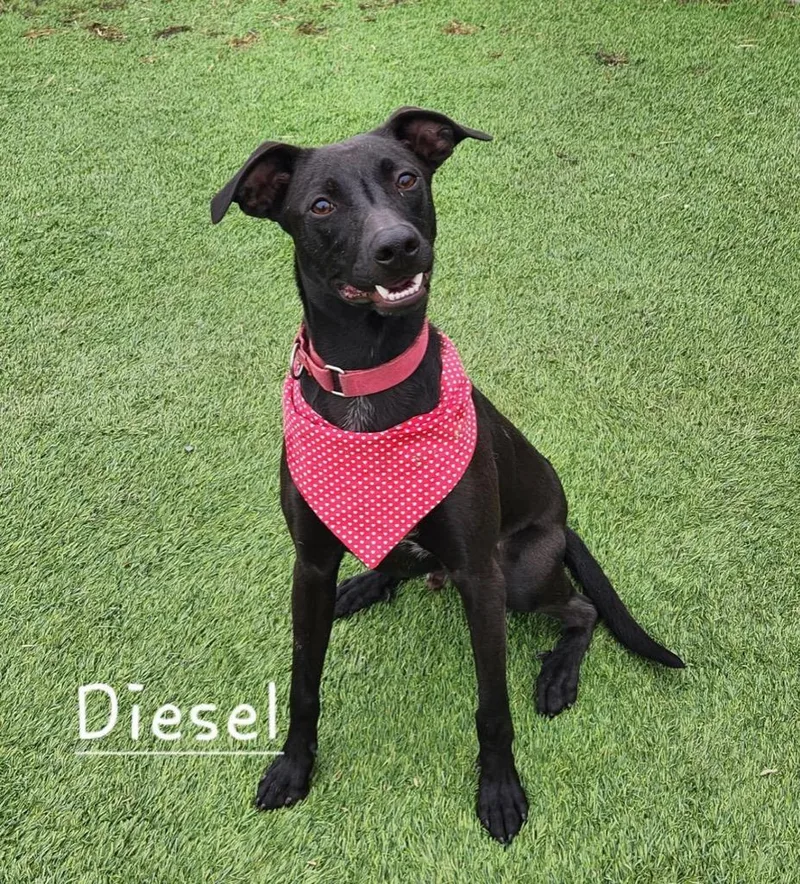Diesel thumbnail 4