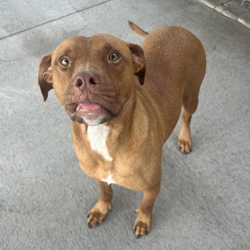 An adult medium-sized male Red / Chestnut / Orange Mixed Breed dog named Marcel for adoption in Emporia, KS