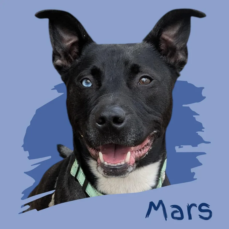 An adult medium-sized male Pit Bull Terrier dog named Mars for adoption in Manchester, NH