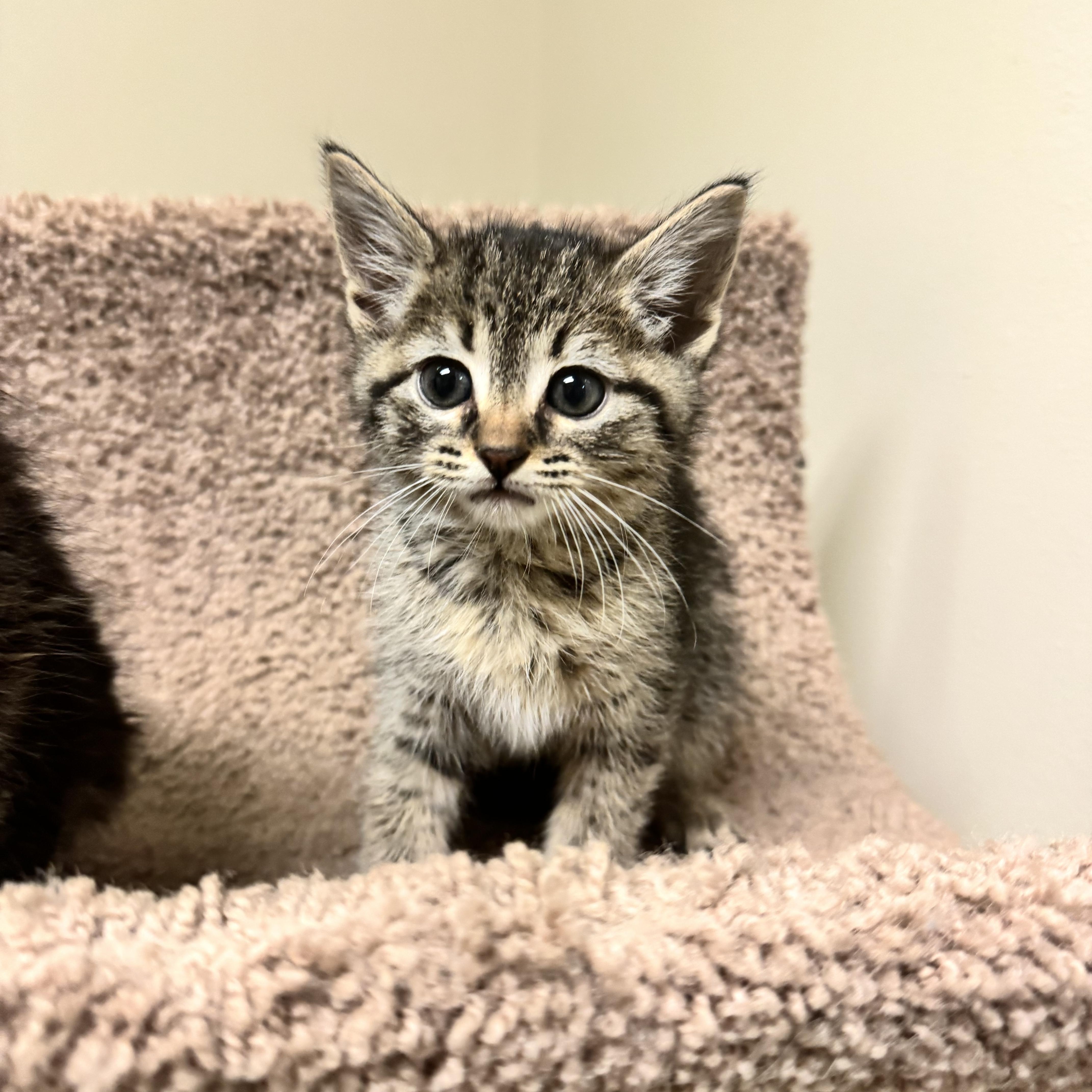 A baby medium-sized female Tabby (Brown / Chocolate) Domestic Short Hair cat named Chai for adoption in Dodgeville, WI