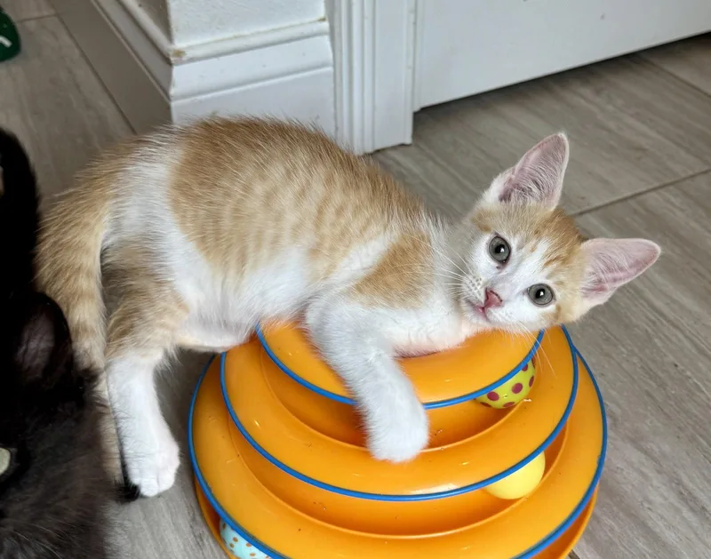 A baby medium-sized male Orange & White Domestic Short Hair cat named Tangelo for adoption in Oviedo, FL