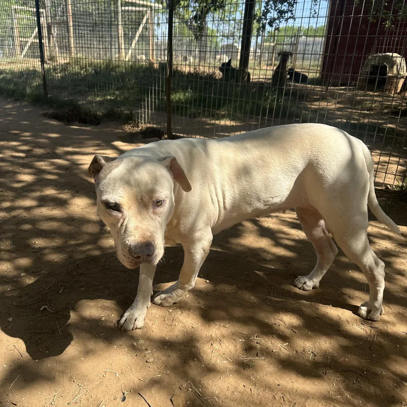 An adult medium-sized female White / Cream Pit Bull Terrier dog named Marge for adoption in Seguin, TX
