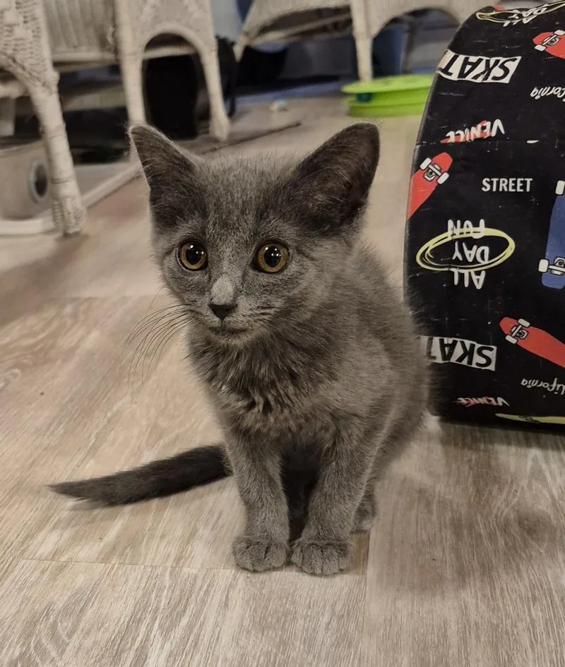 Sterling