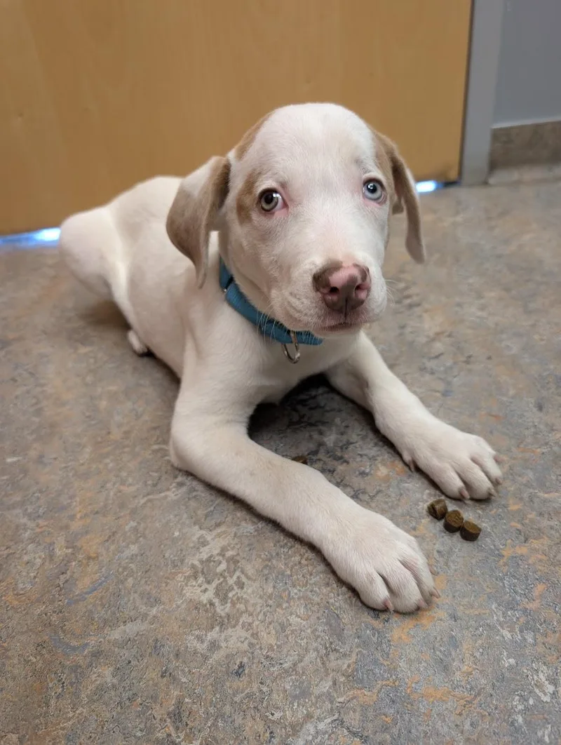 A baby large-sized male Apricot / Beige Catahoula Leopard Dog named Elmer for adoption in Lincoln, NE
