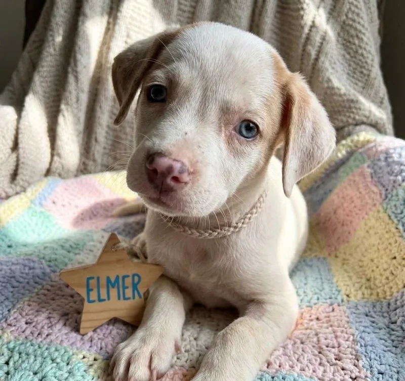 Elmer thumbnail 2