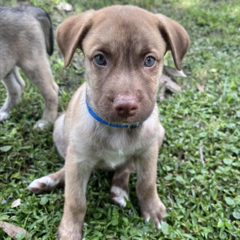 A baby large-sized male Shepherd dog named Casper for adoption in Wellington, FL