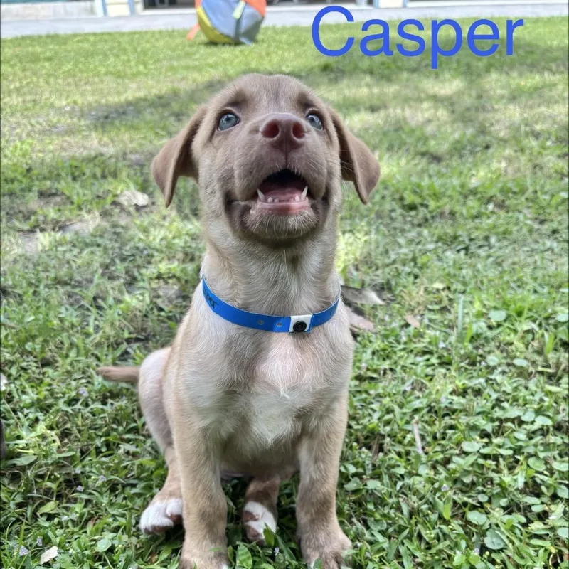 Casper thumbnail 3