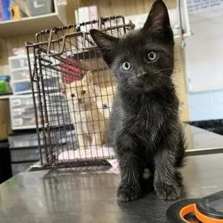 A baby medium-sized male Black Domestic Short Hair cat named Elliot for adoption in Rapid City, SD