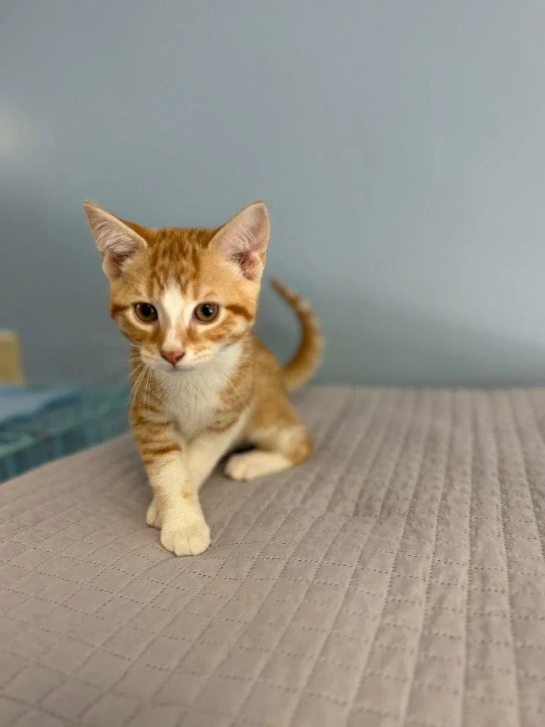 A baby small-sized male Domestic Short Hair cat named Todd for adoption in Lovingston, VA