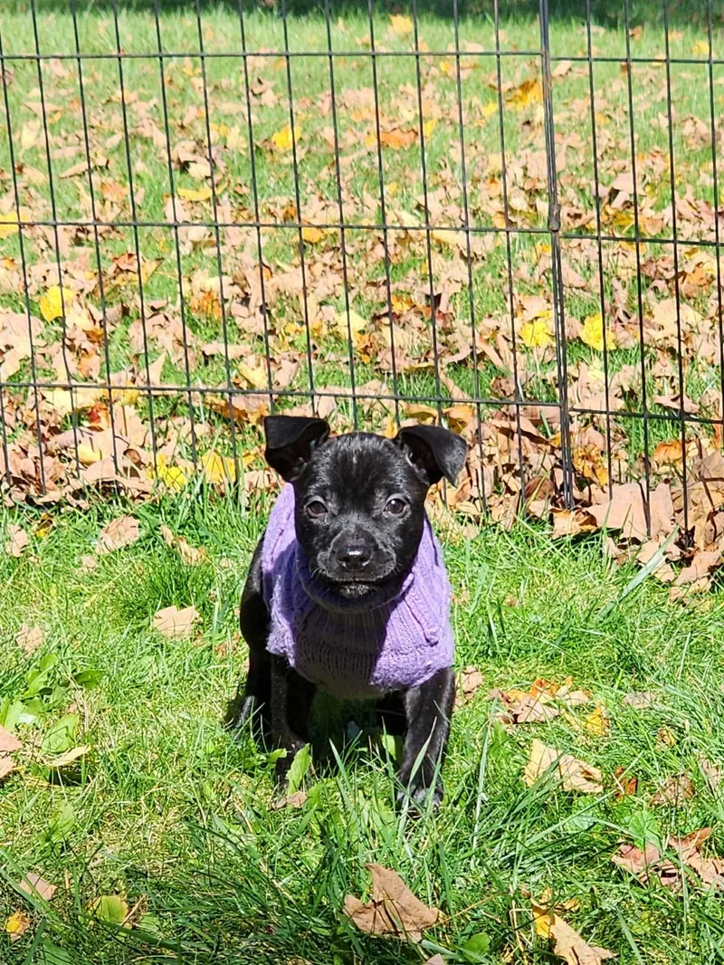 A baby medium-sized female Labrador Retriever dog named Winnie for adoption in Carmel, NY