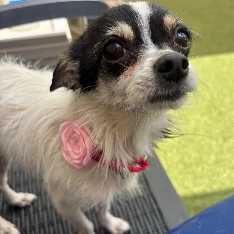 A senior small-sized female White / Cream Chihuahua dog named Tinker Bell for adoption in Titusville, FL