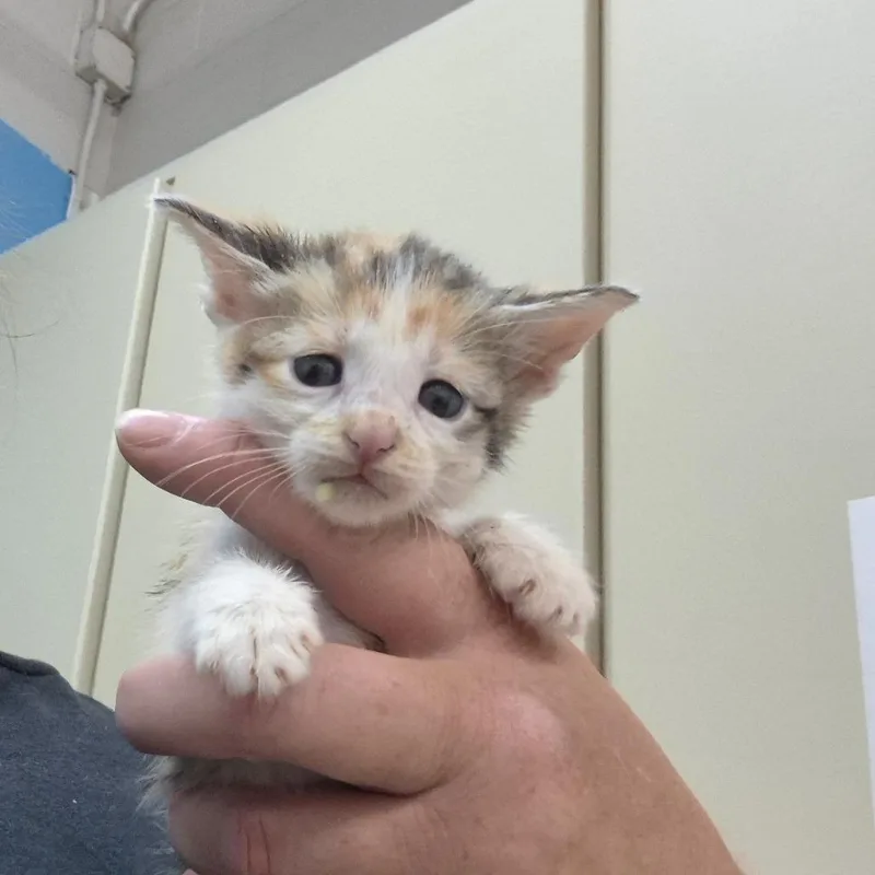 A baby small-sized female Black Domestic Short Hair cat named April for adoption in Ardmore, OK