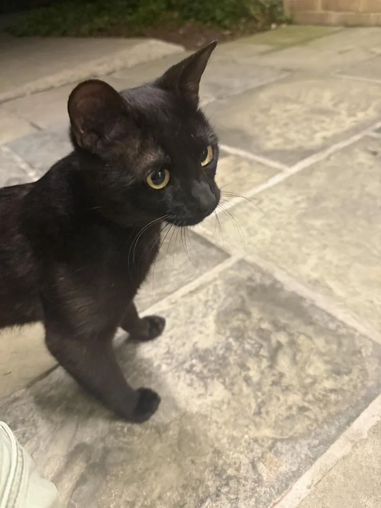 Mojo