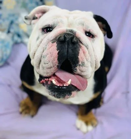 An adult large-sized male English Bulldog dog named Winston for adoption in West Chester, PA