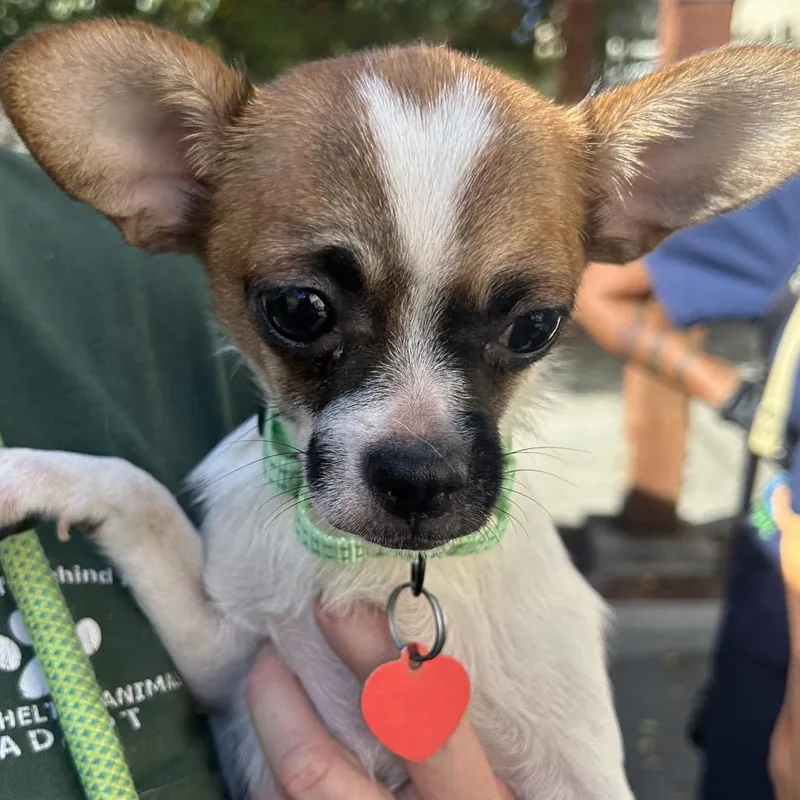 A young small-sized female White / Cream Chihuahua dog named Linda for adoption in Point Richmond, CA