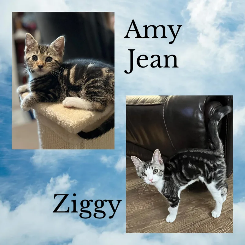 A baby small-sized female Tabby (Tiger Striped) Domestic Short Hair cat named Amy Jean and Ziggy for adoption in Turnersville, NJ