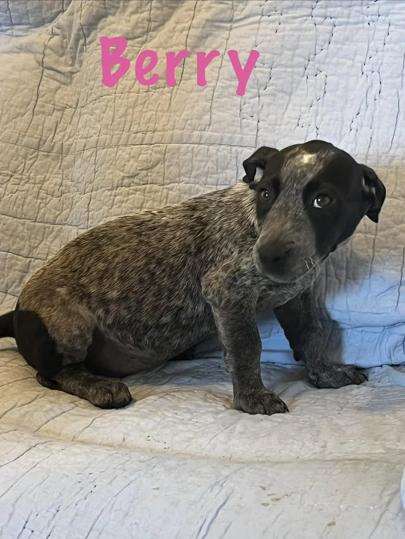A baby medium-sized female Basset Hound dog named Berry for adoption in Pipe Creek, TX