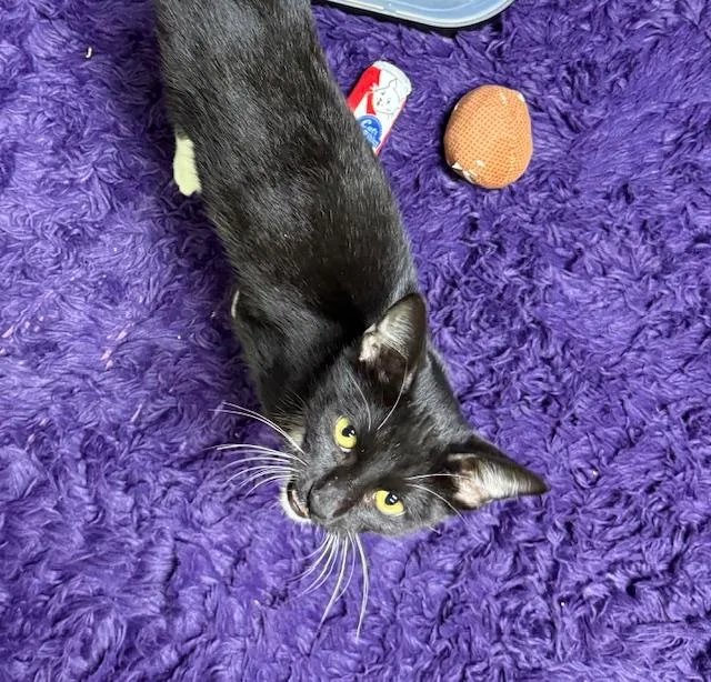 Mr. P "personality Plus" thumbnail 2