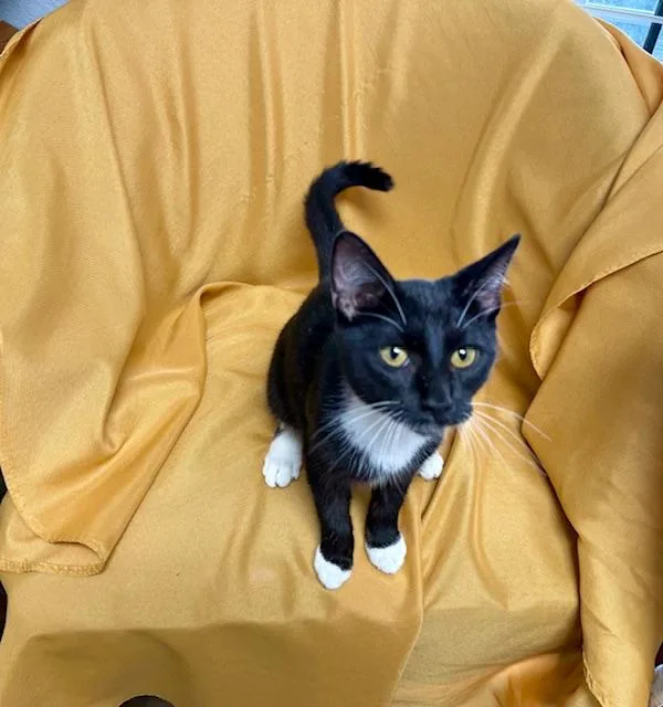 Mr. P "personality Plus" thumbnail 3