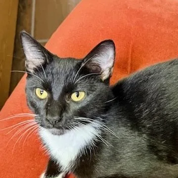 Mr. P "personality Plus"