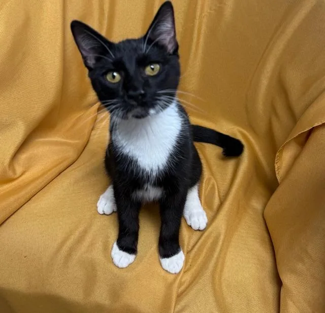 Mr. P "personality Plus" thumbnail 4