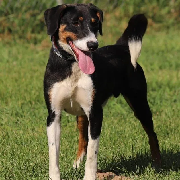 Scout