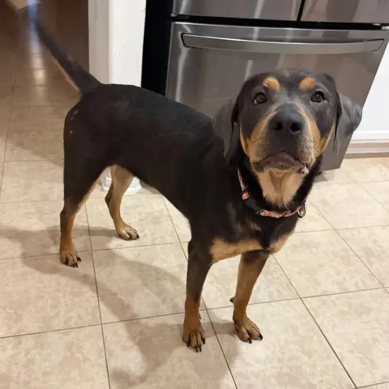 An adult large-sized female Black Rottweiler dog named Paisley for adoption in Polk, OH