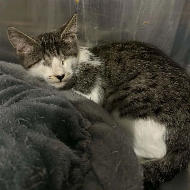 A baby small-sized female Tabby (Brown / Chocolate) Domestic Short Hair cat named Lezae for adoption in Antioch, CA