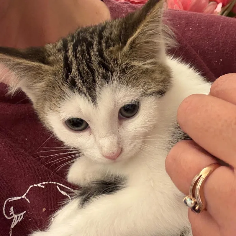 A young medium-sized female Domestic Short Hair cat named Tabitha for adoption in Crookston, MN