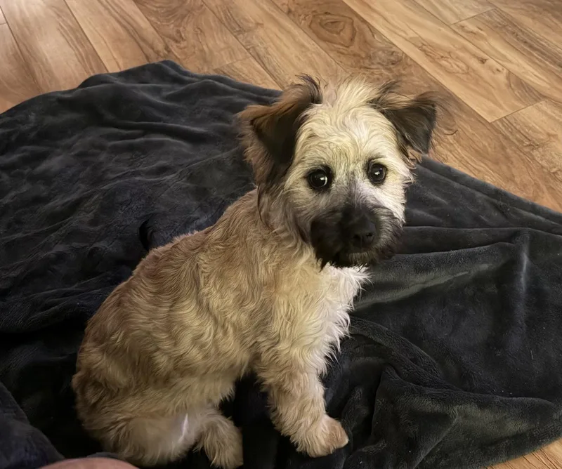 A young small-sized female Terrier dog named Nova for adoption in Topeka, KS