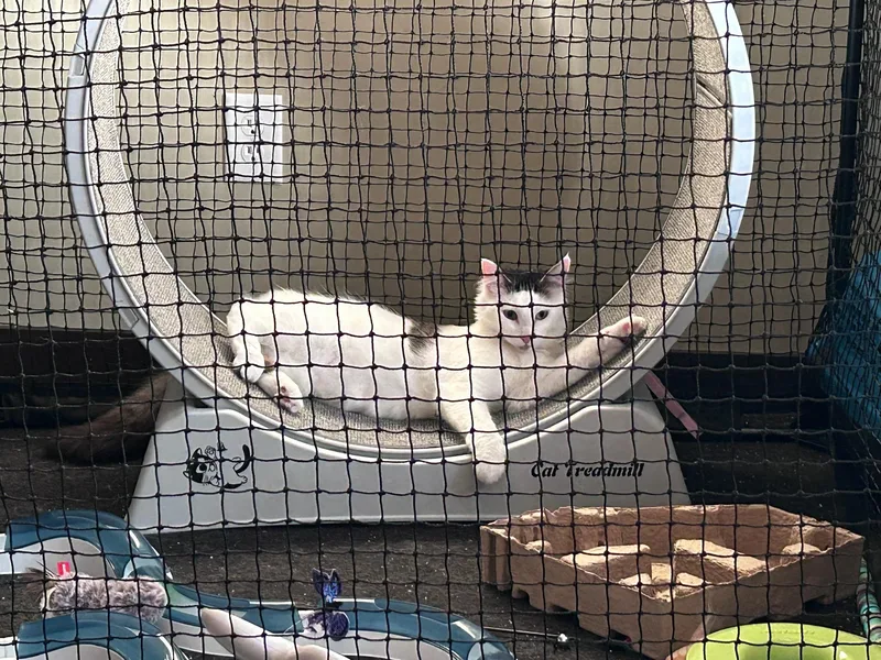Toe Beans thumbnail 2